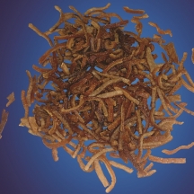 1 torresmo pellet.jpg